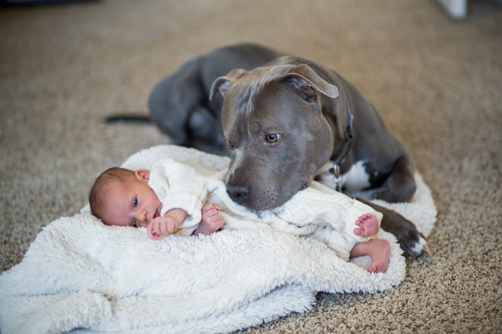 assurance animaux chiens
