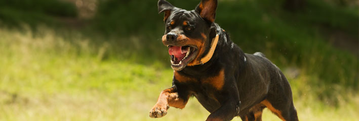 rott